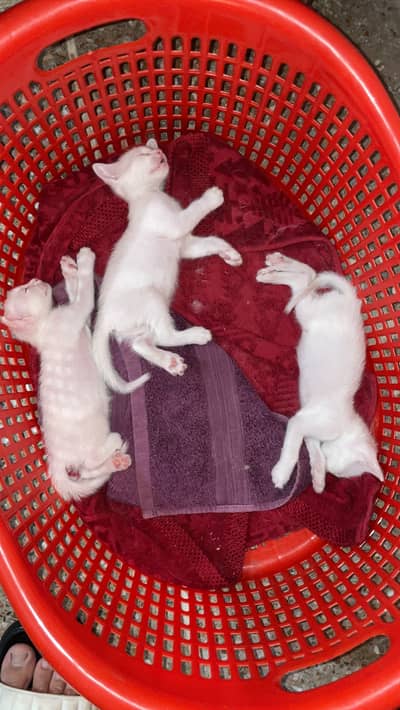 1 month old Persian kittens
