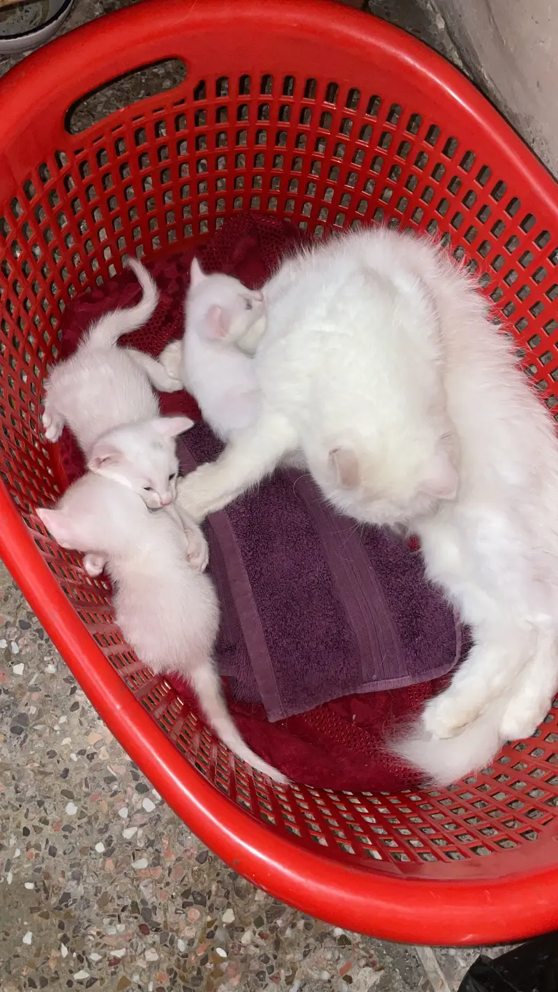 1 month old Persian kittens — photo 2