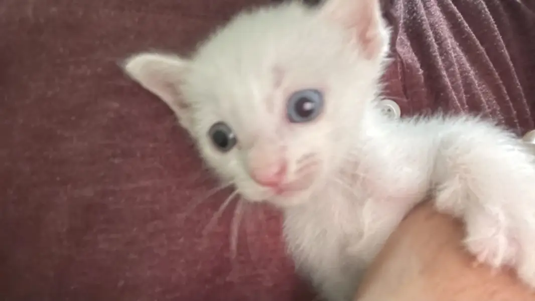 1 month old Persian kittens — photo 3