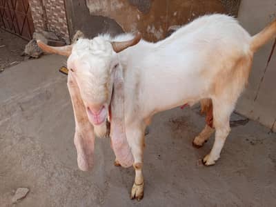 gulabi breeder