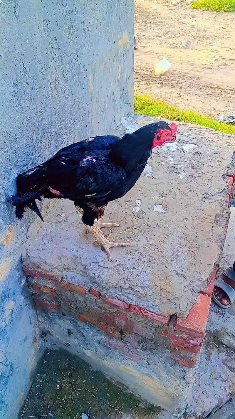 Black Muskha Murga — photo 2