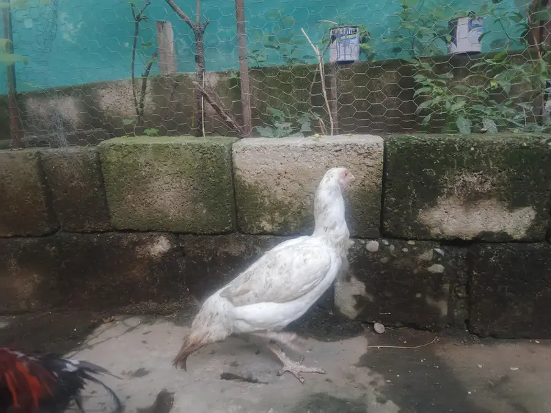 Aseel Heera female — photo 2