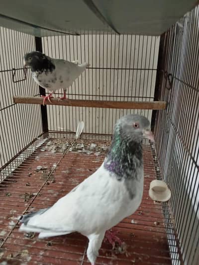 pegions for sale | breeder pairs for sale