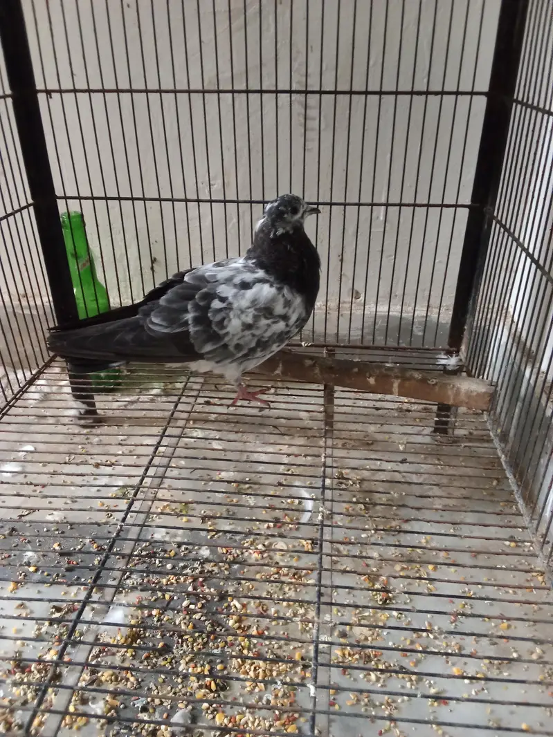 pegions for sale | breeder pairs for sale — photo 2