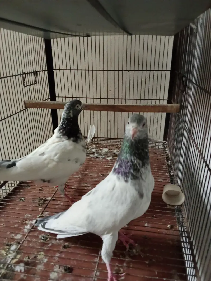 pegions for sale | breeder pairs for sale — photo 3