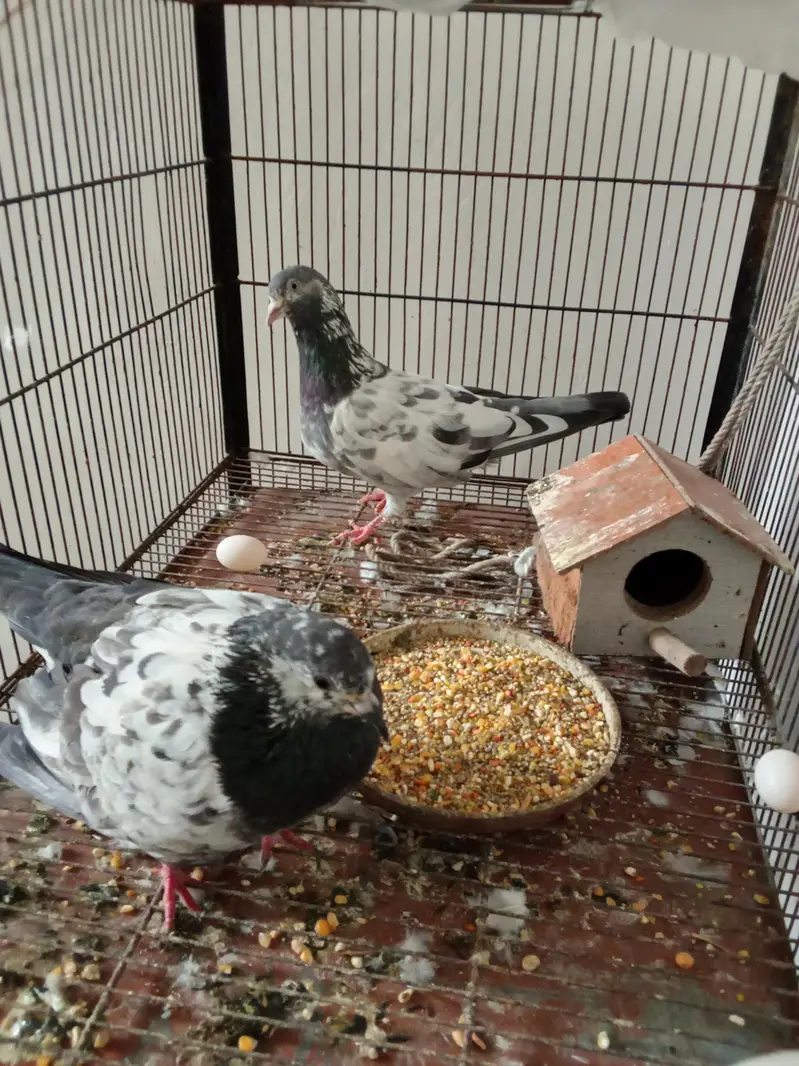pegions for sale | breeder pairs for sale — photo 4