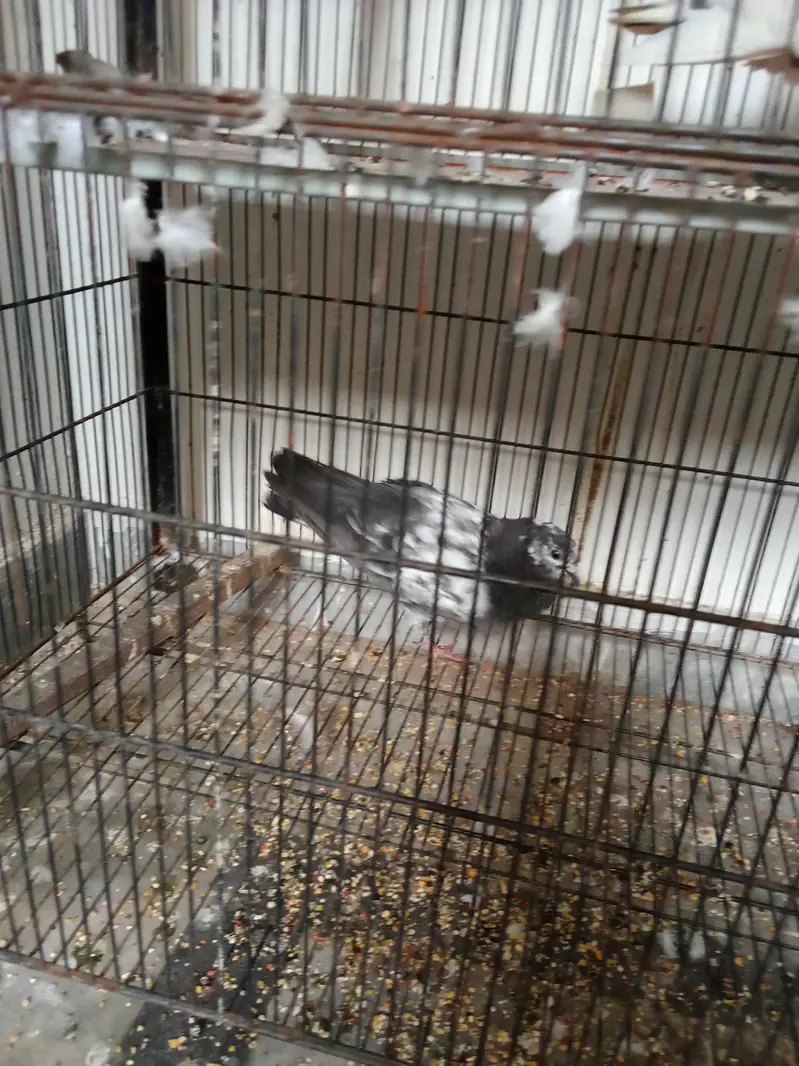pegions for sale | breeder pairs for sale — photo 5