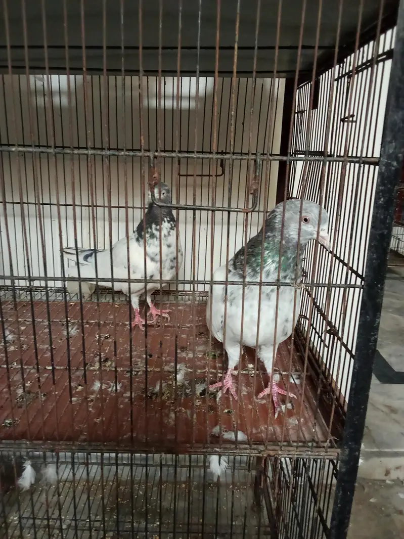 pegions for sale | breeder pairs for sale — photo 6