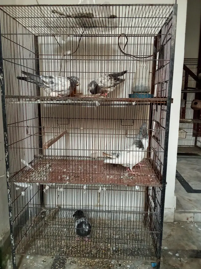 pegions for sale | breeder pairs for sale — photo 7