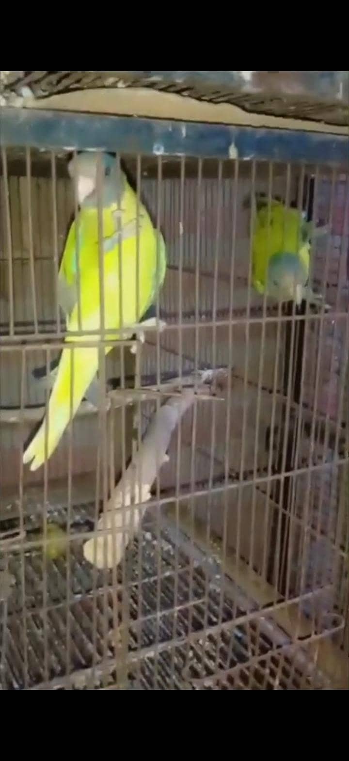 plam hedid pair 1