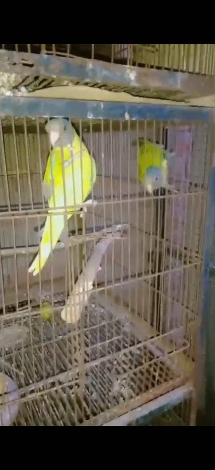 plam hedid pair 3