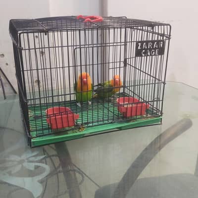 two love bird