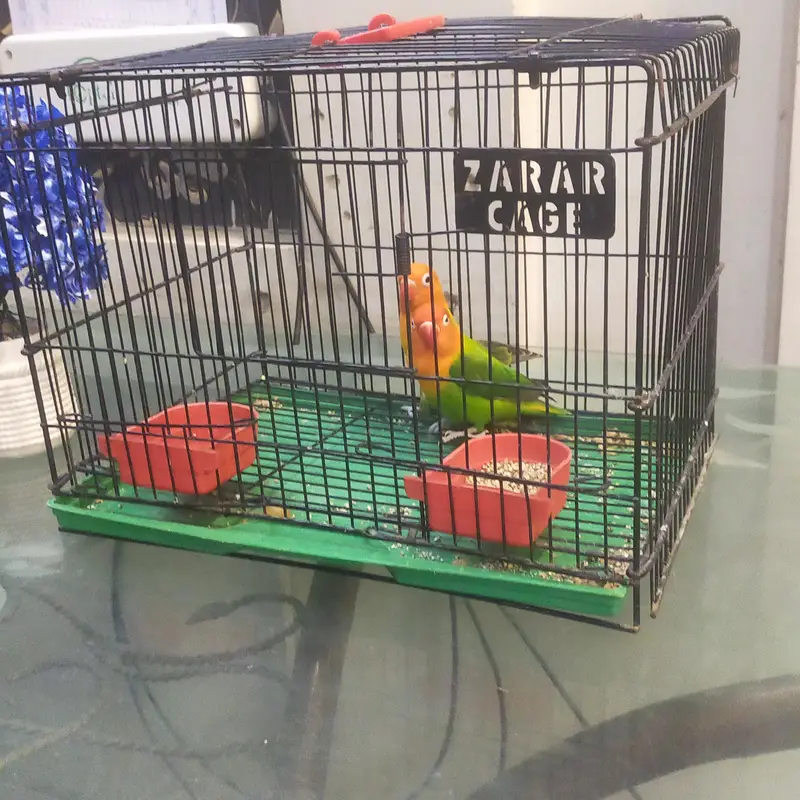 two love bird — photo 2