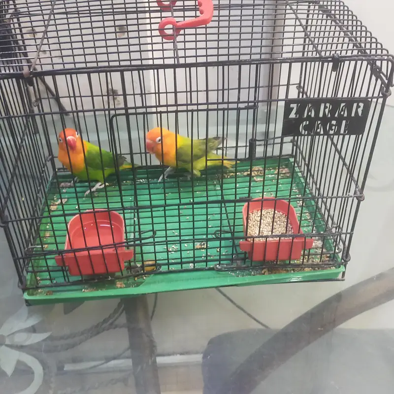 two love bird — photo 3