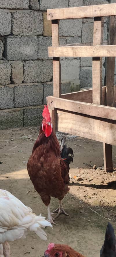 mature egg laying hens