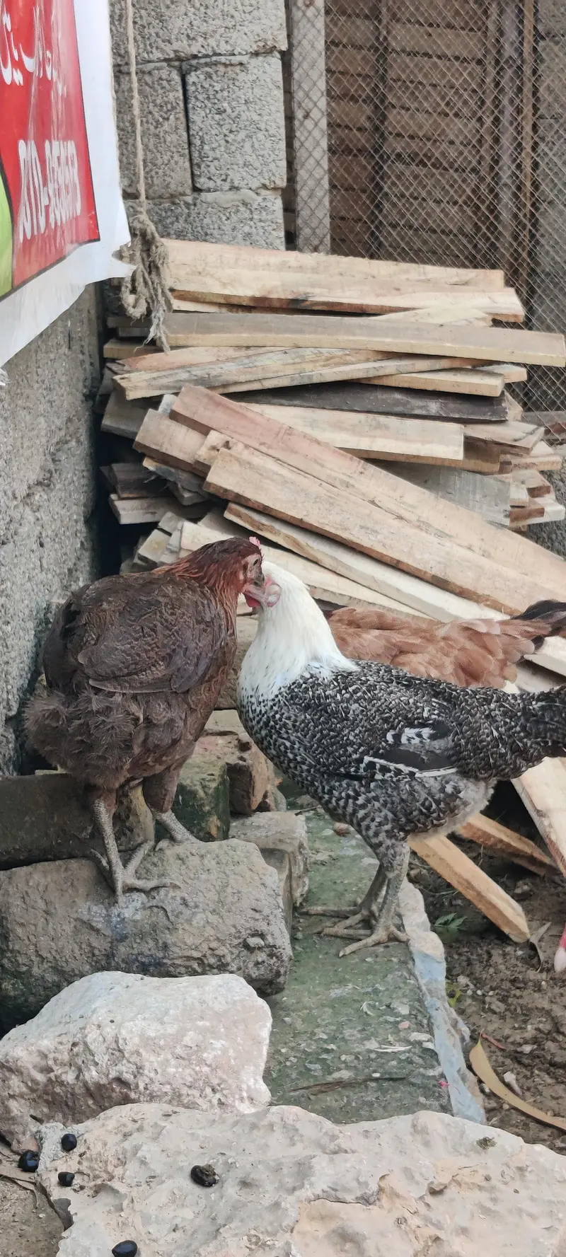 mature egg laying hens — photo 2