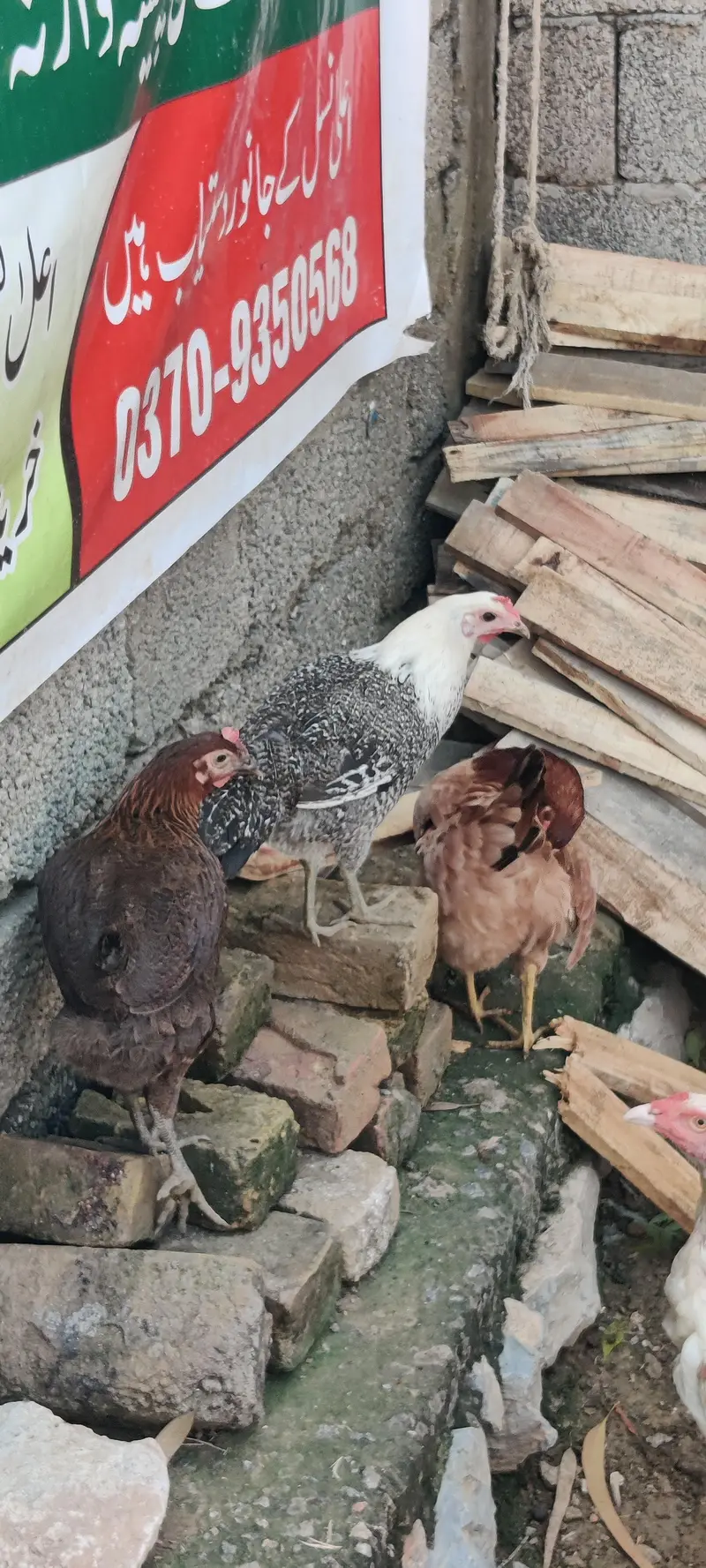 mature egg laying hens — photo 3