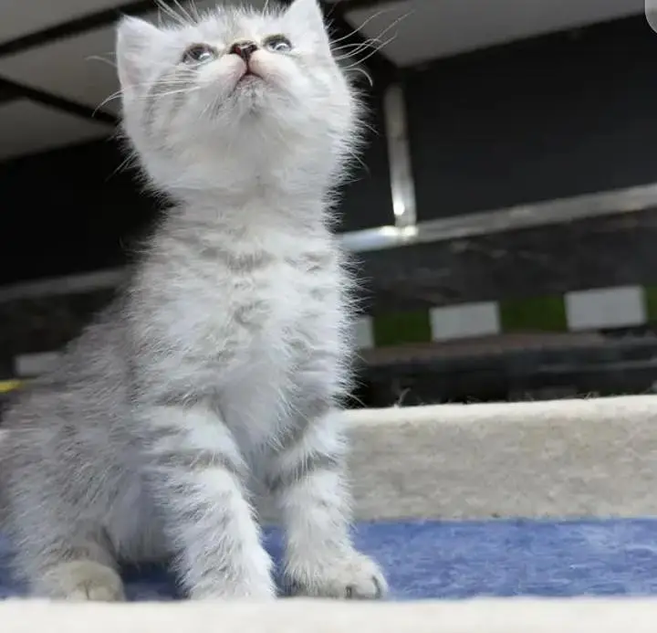 RUSSIAN BLOOD LINE KITTENS — photo 2