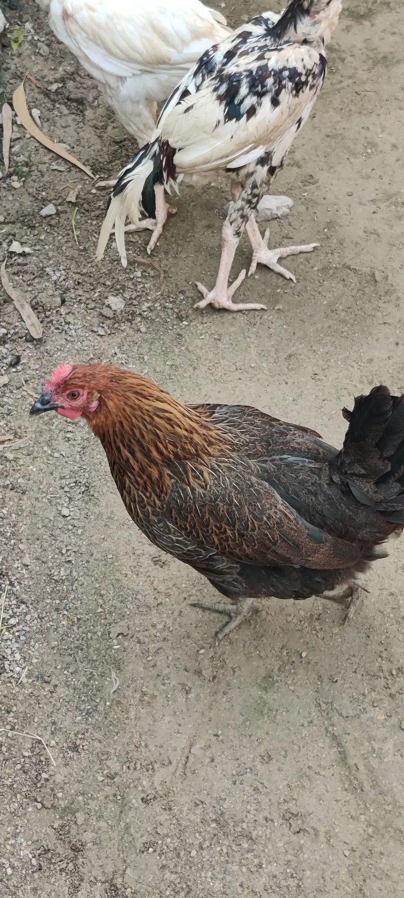 mature egg laying hens — photo 4