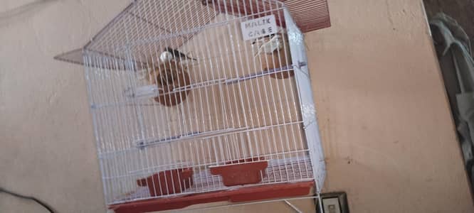 2 breeder pair of finches , with cage and matki