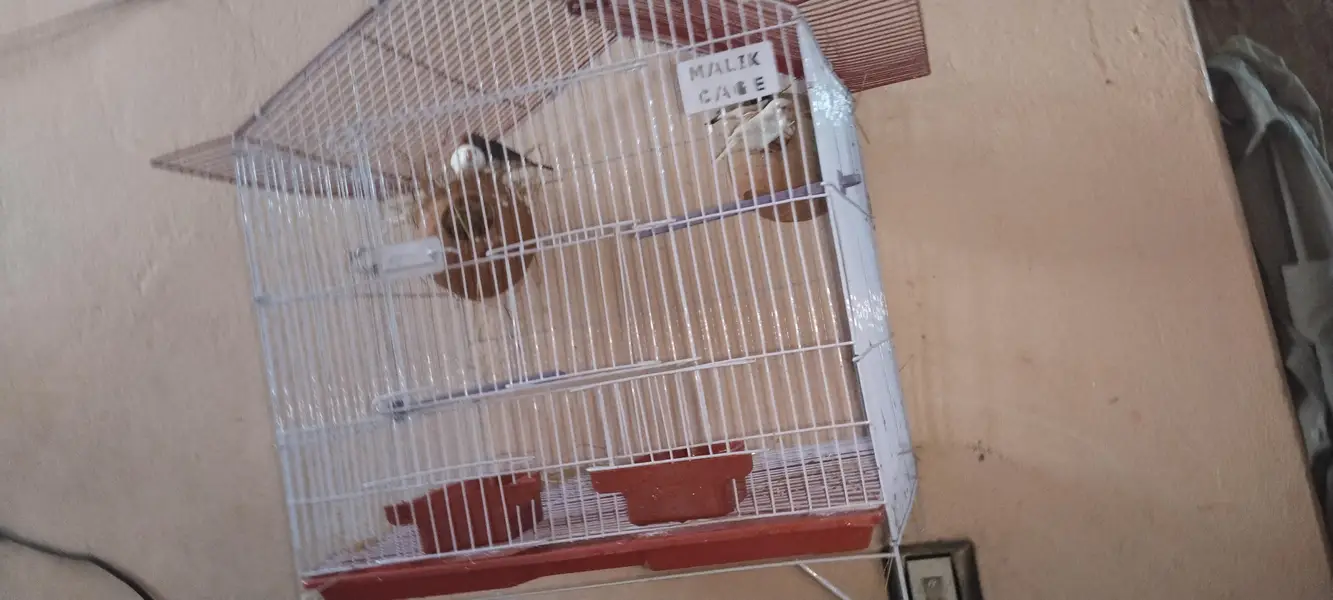 2 breeder pair of finches , with cage and matki