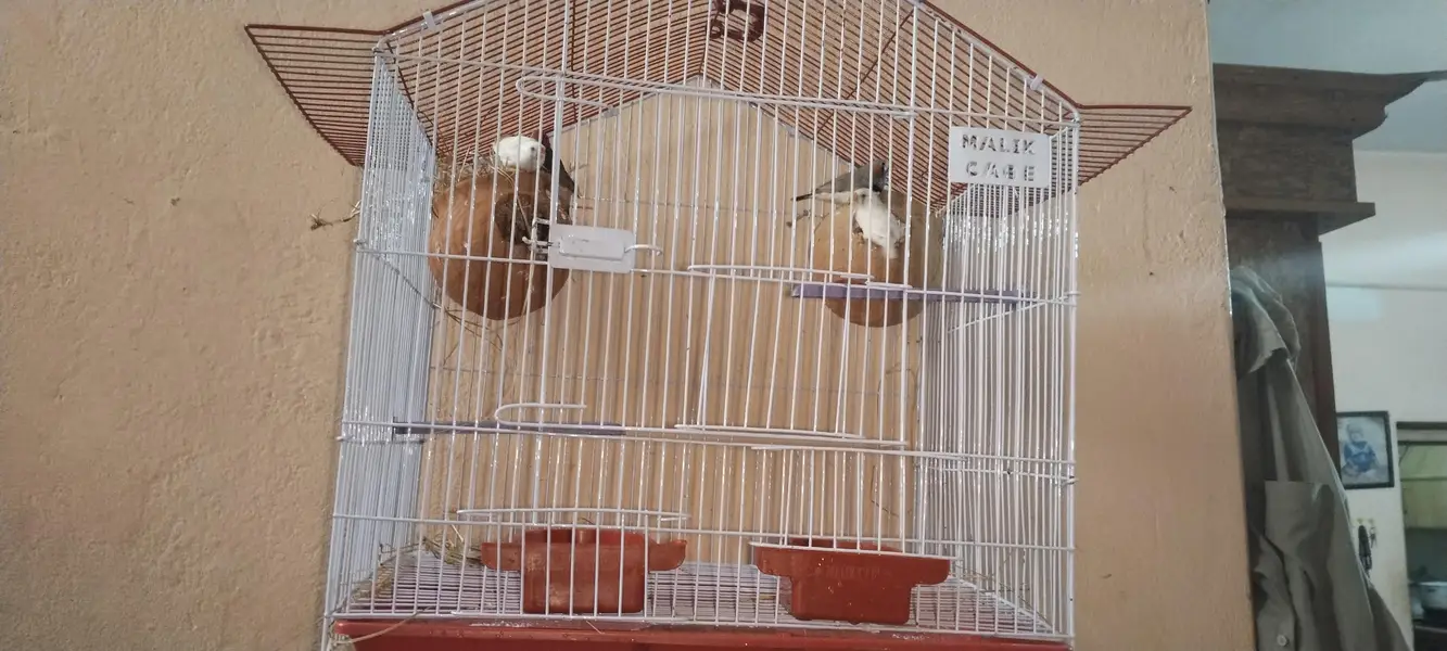 2 breeder pair of finches , with cage and matki — photo 2