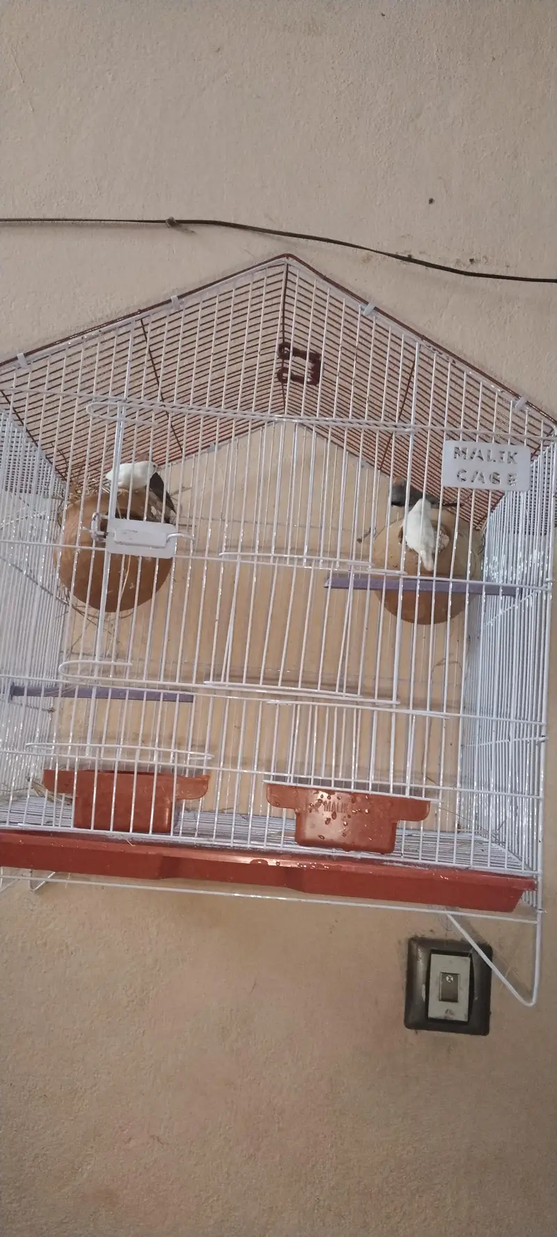 2 breeder pair of finches , with cage and matki — photo 3