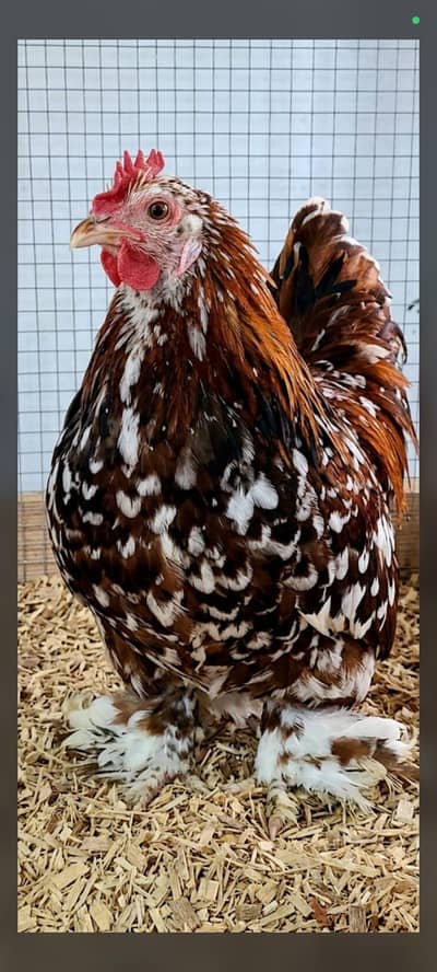 FRK BIRDS