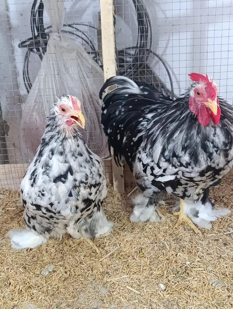 FRK BIRDS — photo 2