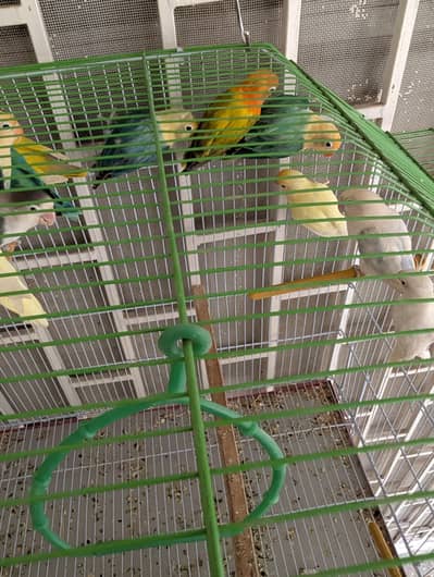Lovebirds for sale