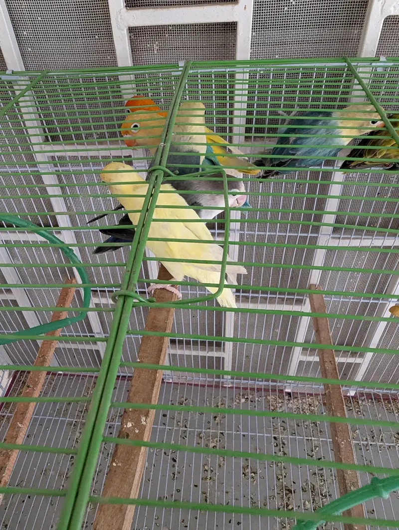 Lovebirds for sale — photo 2