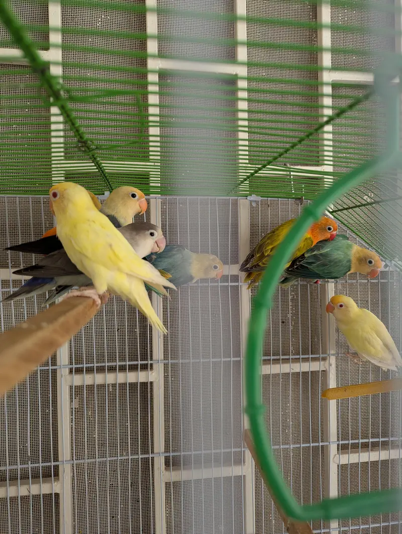 Lovebirds for sale — photo 3