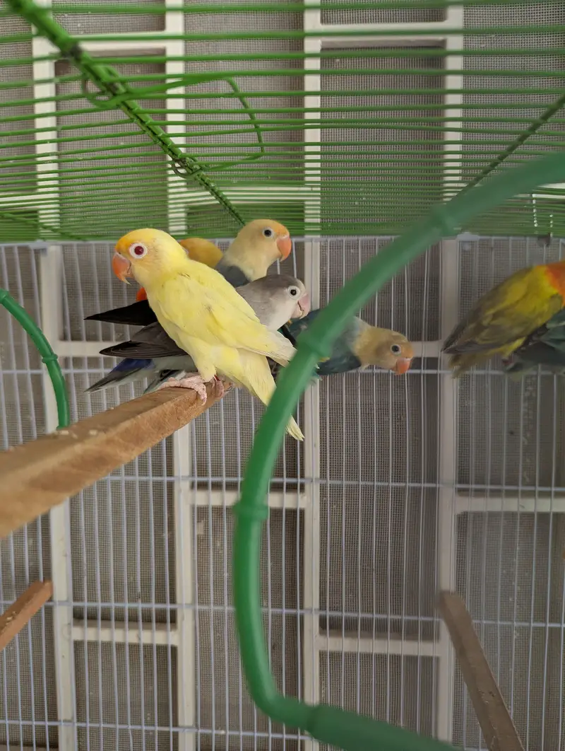 Lovebirds for sale — photo 4