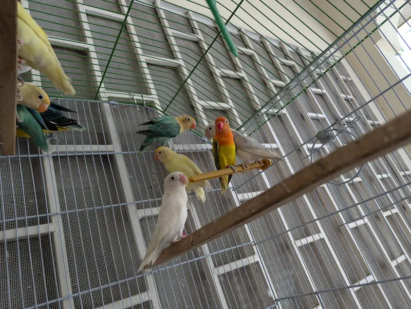 Lovebirds for sale — photo 5