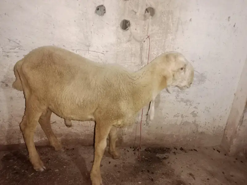 بکریاں اور بکرے صحت مند مناسب قیمت پر — photo 3