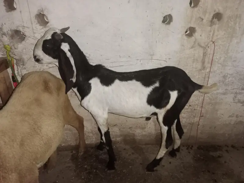 بکریاں اور بکرے صحت مند مناسب قیمت پر — photo 4