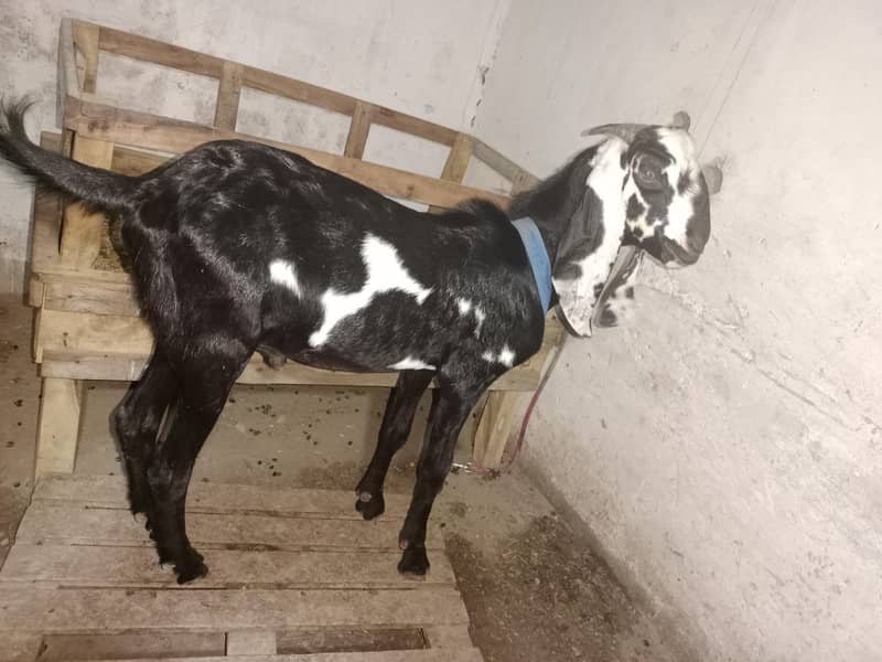 بکریاں اور بکرے صحت مند مناسب قیمت پر 4
