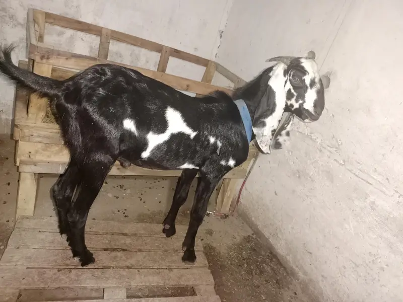 بکریاں اور بکرے صحت مند مناسب قیمت پر — photo 5