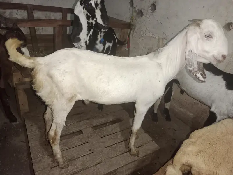 بکریاں اور بکرے صحت مند مناسب قیمت پر — photo 6