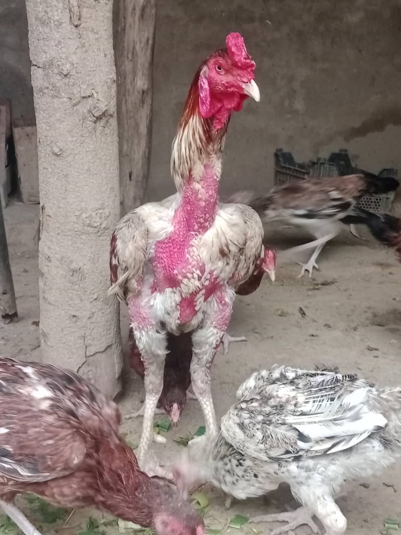 بکریاں اور بکرے صحت مند مناسب قیمت پر 7