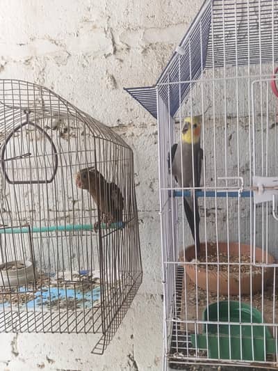 cocktail birds