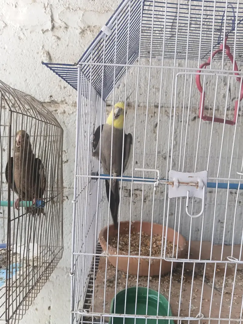 cocktail birds — photo 2