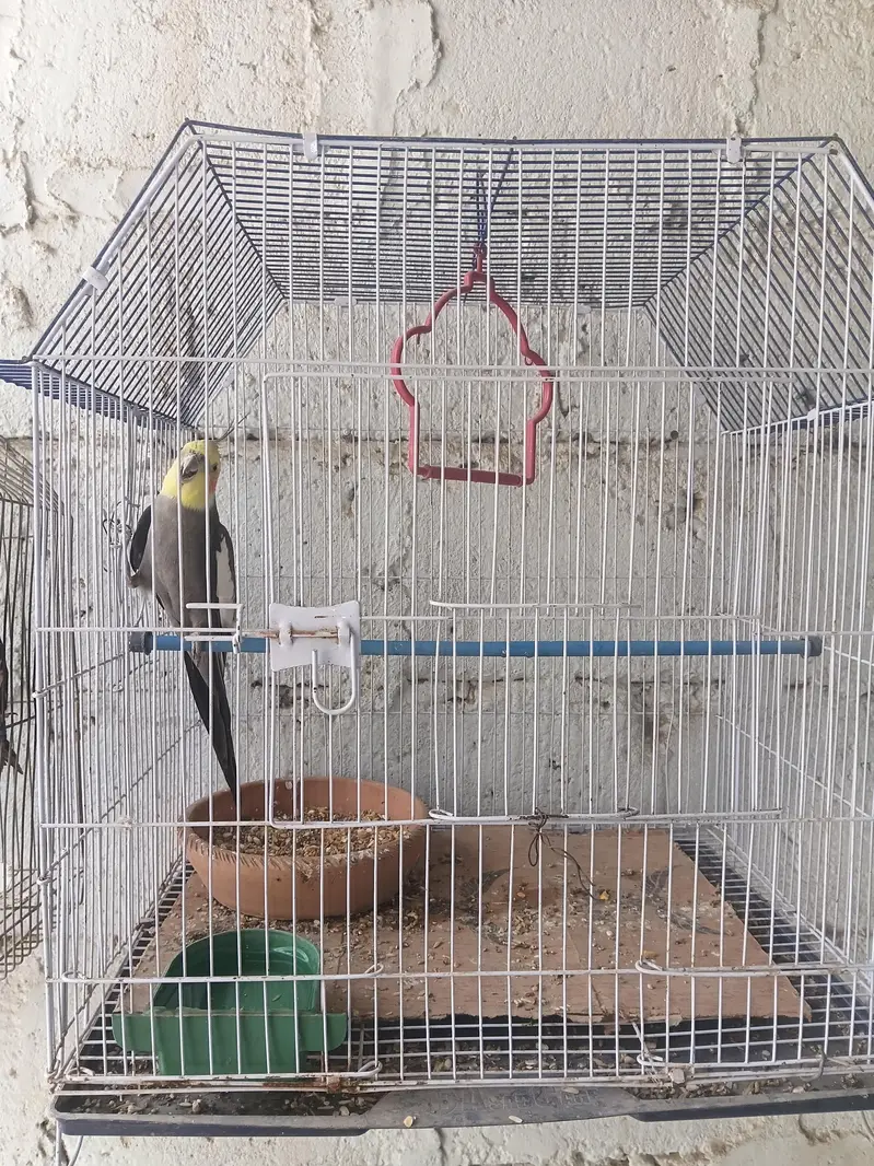 cocktail birds — photo 3