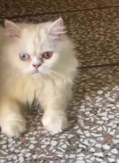 Beautiful Punch Face Cat with odd eyes