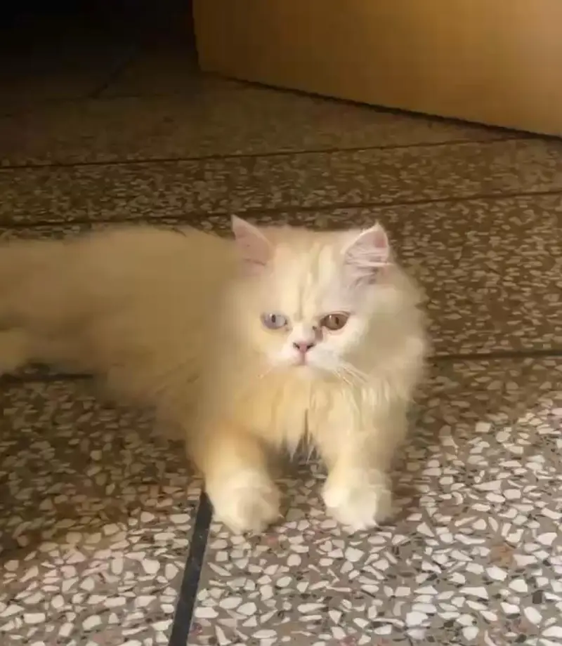 Beautiful Punch Face Cat with odd eyes — photo 2