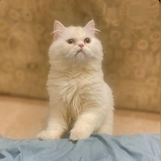 Beautiful Punch Face Cat with odd eyes — photo 3