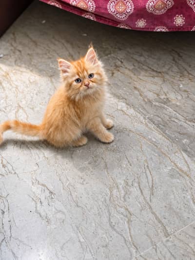2 month old Persian kitten