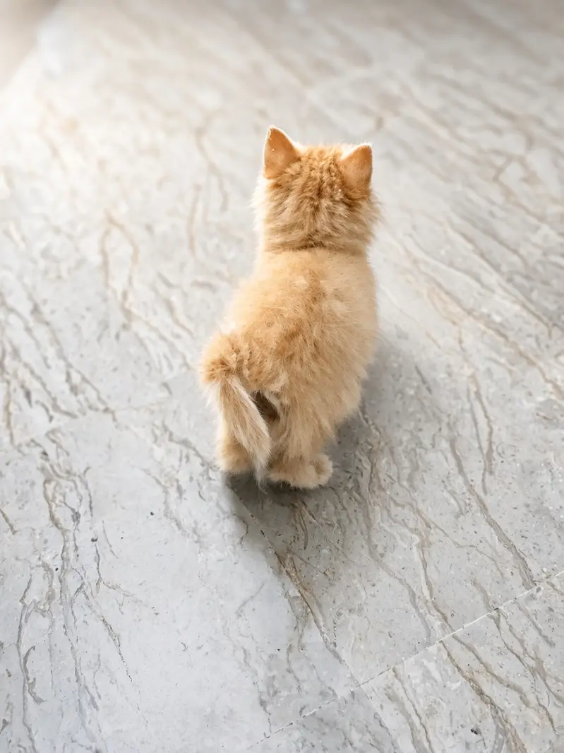 2 month old Persian kitten — photo 2