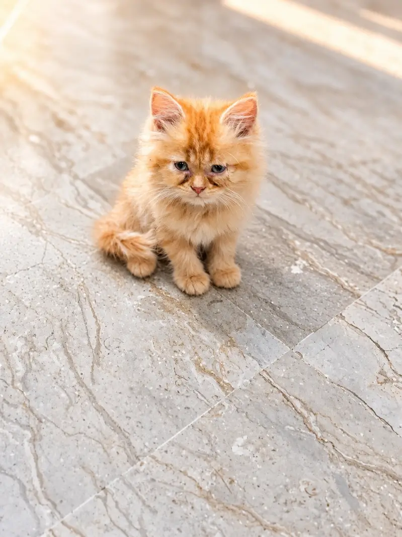 2 month old Persian kitten — photo 3
