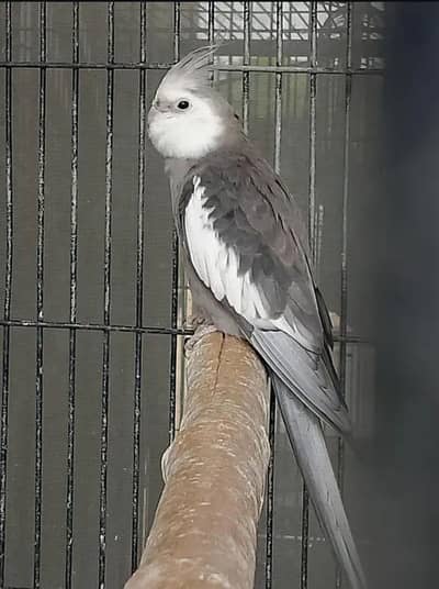 Cockatiel pair